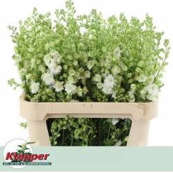Delphinium Hol. Cons R Q White 70cm