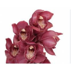 Cymbidium Bologna 80cm
