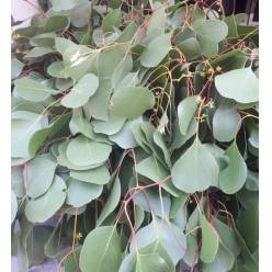 Eucaliptus Populus "REAL"
