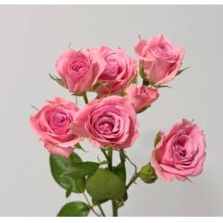 Ramificada Odilia 50cm (7 Dias - 2)