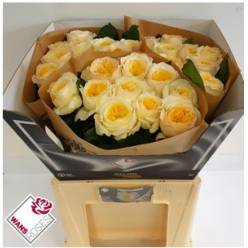 Rosa Hol. Persuation 50cm x10 (7 Dias - 2)