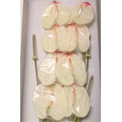 Anthurium Hol. Lybra x12  Bic. (7 Dias - 2)