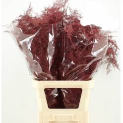 Esparraguera Pintada Roja 65cm "T50"