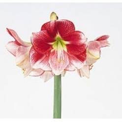 Amaryllis Exception Bic. "CC15"
