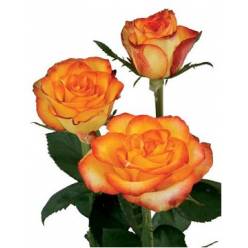 Rosa Ecu. High Magic 60cm (7 Dias - 2)