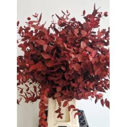 Eucalipto Cinerea Pintado "200gr" Burdeos