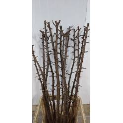 Rama Malus (Sin Fruto) 120cm x5