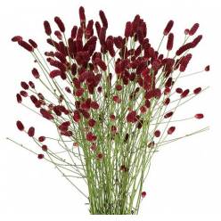 Sanguisorba Officinalis Red Dream 85cm "T25"