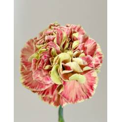 Clavel Nac. 60cm Winer Cover Bic.