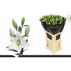 Oriental Hol. Bl. Vestaro 85cm 3/4 fl.
