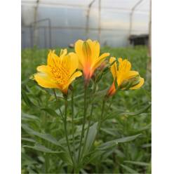 Alstroemeria Col. Fancy Amarilla (7 Dias - 2�)