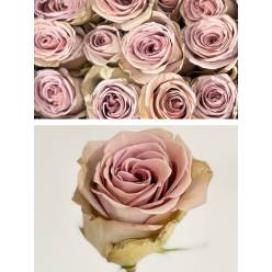 Rosa Ecu. Amnesia 60cm (7 Dias - 2)