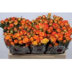 Ramificada Eyeliner 40cm Bic.