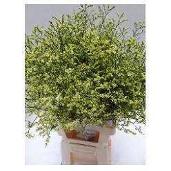 Limonium Hol. China Summer 70cm 20gr "T25" Am.