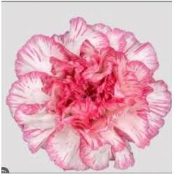 Clavel Nac. 70cm Damascu Rosa