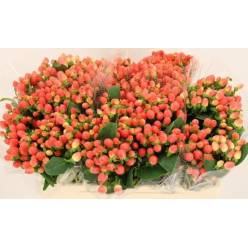 Hypericum Hol. Roy Princess 40cm "T25"