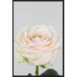 Rosa Hol. Dorchester+ 60cm B1