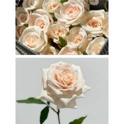 Rosa Ecu. Champagne 40cm (7 Dias - 2)