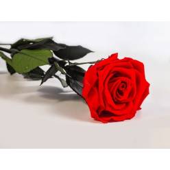 Rosa Preservada Roja 6.5x30Hcm