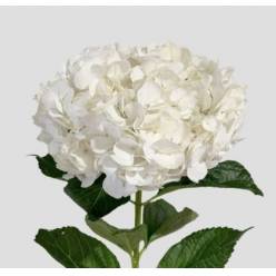 Hortensia Jumbo White 60cm 19/20