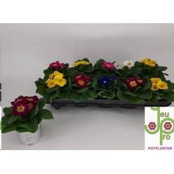 P. Primula Ac. Paradise Mix 10.5/15cm "CC10"