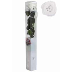 Rosa Preservada Verdissimo Blanca 5.5x55Hcm