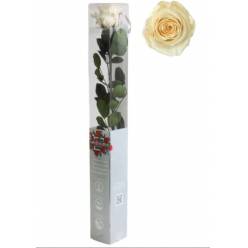 Rosa Preservada Verdissimo Crema 5.5x55Hcm