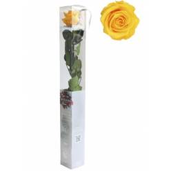 Rosa Preservada Verdissimo Amarilla 5.5x55Hcm