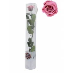 Rosa Preservada Verdissimo Rosa Vintage 5.5x55Hcm