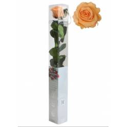 Rosa Preservada Verdissimo Melocoton 5.5x55Hcm