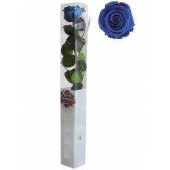 Rosa Preservada Verdissimo Azul Oscuro 5.5x55Hcm