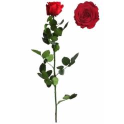 Rosa Preservada Verdissimo Rojo Granel 5.5x55Hcm