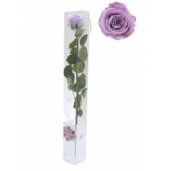 Rosa Preservada Verdissimo Lavanda 5.5x55Hcm