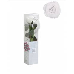 Rosa Preservada Verdissimo Blanca 4x27.5Hcm