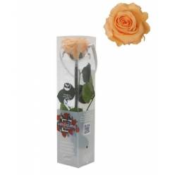 Rosa Preservada Verdissimo Melocoton 4x27.5Hcm