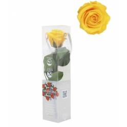 Rosa Preservada Verdissimo Amarillo 4x27.5Hcm