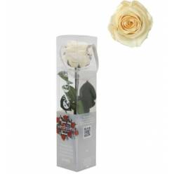 Rosa Preservada Verdissimo Champagne 4x27.5Hcm