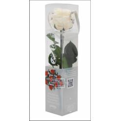 Rosa Preservada Verdissimo Crema 4x27.5Hcm