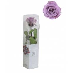 Rosa Preservado Verdissimo Lavanda 4x27.5Hcm