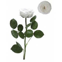 Rosa Preservada Verdissimo Jardin Blanca Granel 5x27.5Hcm