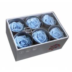 Rosa Preservada Verdissimo 6 Cabezas Azul Claro 5/5.5cm