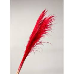 Cortaderia Hol. Tintado Red 120cm x5
