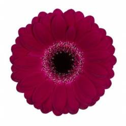 Gerbera Mini Hol. Platini+ "T20"