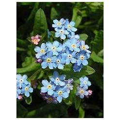 Myosotis Al Blue Memory 40cm