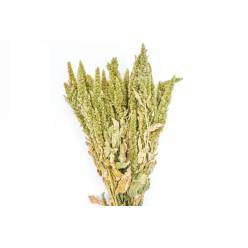 Amaranthus Seco Natural Verde 120gr
