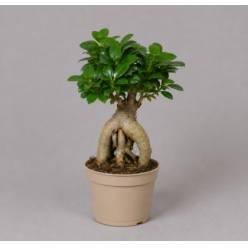 P. Bonsai Fic Mi Ginseng 12/35cm x5
