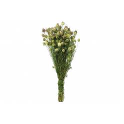 Nigella Seca Natural 250g