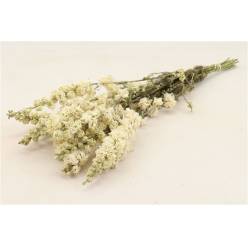 Delphinium Seco Blanco 200G