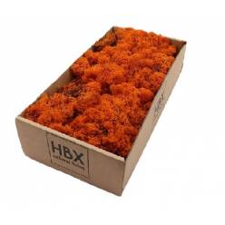 Caja Musgo Preservado Terracota 500g