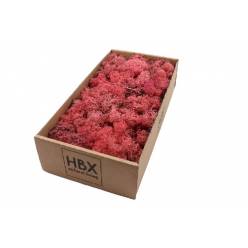 Caja Musgo Preservado Rosa 500g